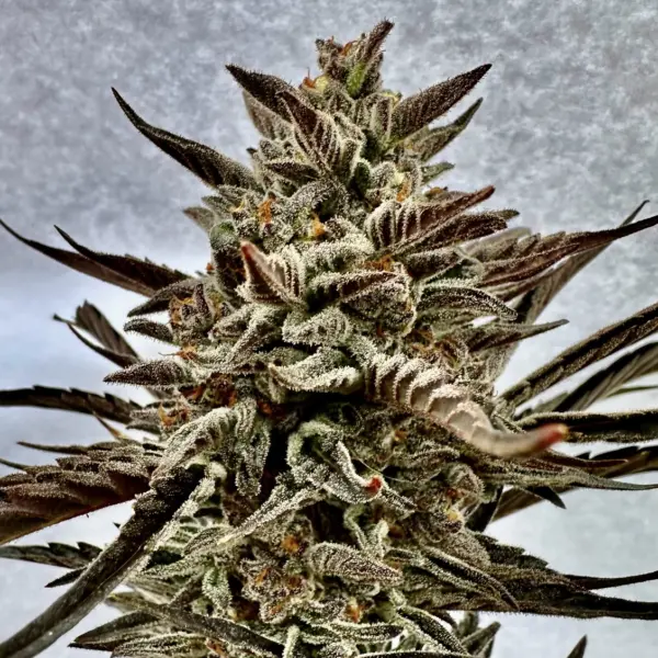 Orange Garlic Auto Cannabis Seeds by North Atlantic Seed BWL