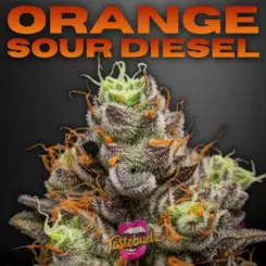 Orange Sour Diesel Cannabis Seeds by Tastebudz