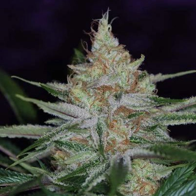 Pandora's Box Cannabis Seeds by Subcool Seeds