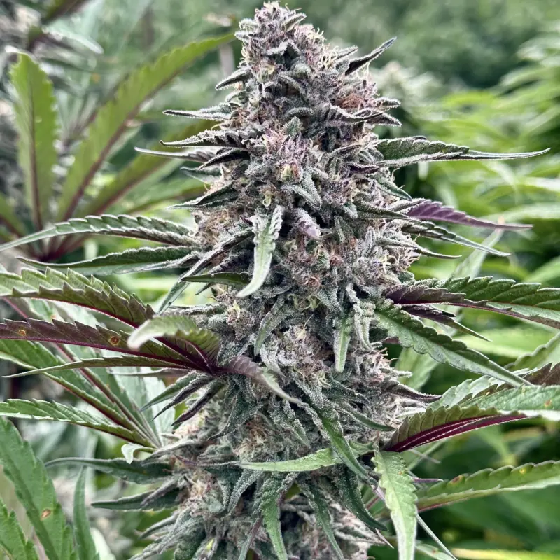 Permanent Marker S1 Cannabis Seeds by North Atlantic Seed BWL