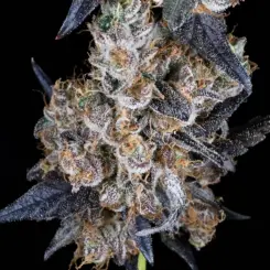 Permanent Marker Auto Cannabis Seeds by North Atlantic Seed BWL