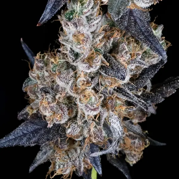 Permanent Marker Auto Cannabis Seeds by North Atlantic Seed BWL