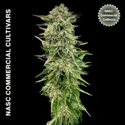 Pineapple Glue Cannabis Seeds by NASC Commercial Cultivars