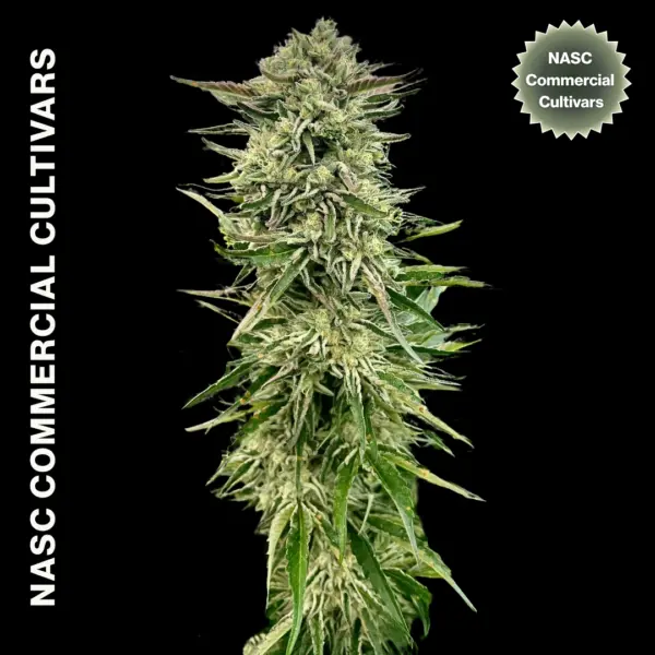 Pineapple Glue Cannabis Seeds by NASC Commercial Cultivars