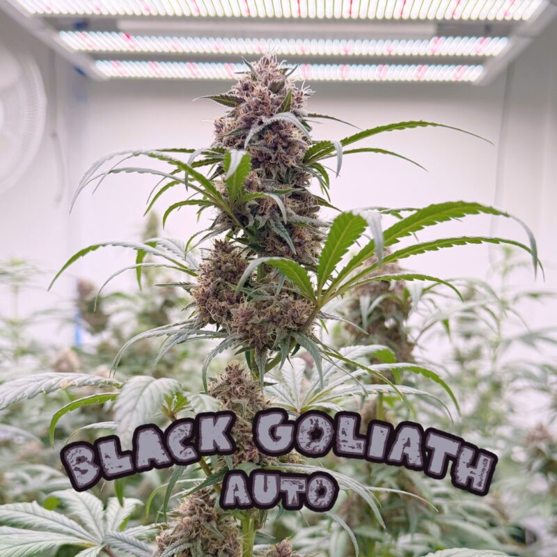 Black Goliath Alpha Series Cannabis Seeds by Dirty Bird Genetics