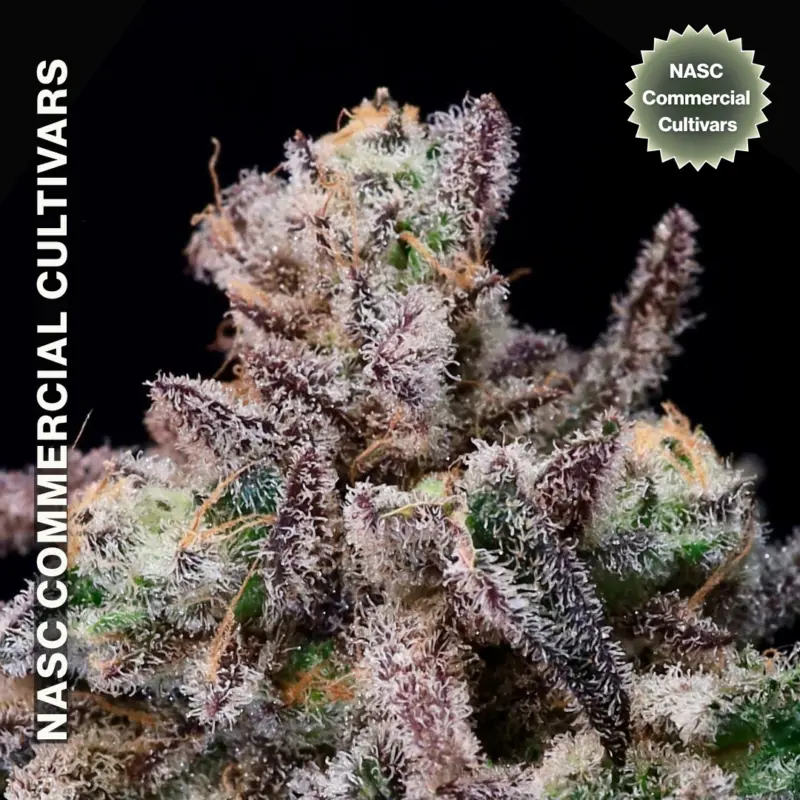 Purple Jesus Cannabis Seeds by NASC Commercial Cultivars