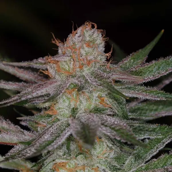 QrazyTrain F2 Cannabis Seeds by Subcool Seeds