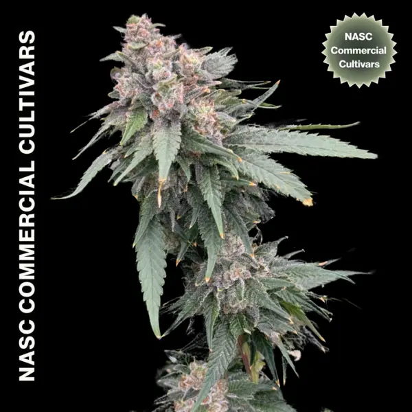 Rotten Pineapple FAST Cannabis Seeds by NASC Commercial Cultivars