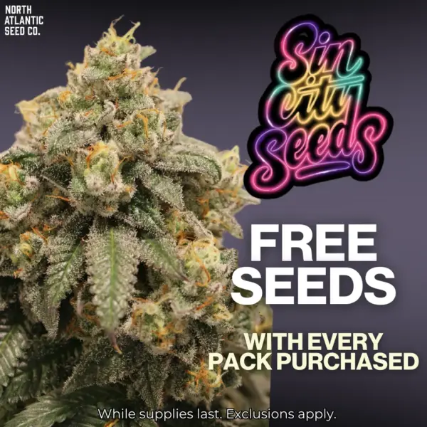Sin City Seeds