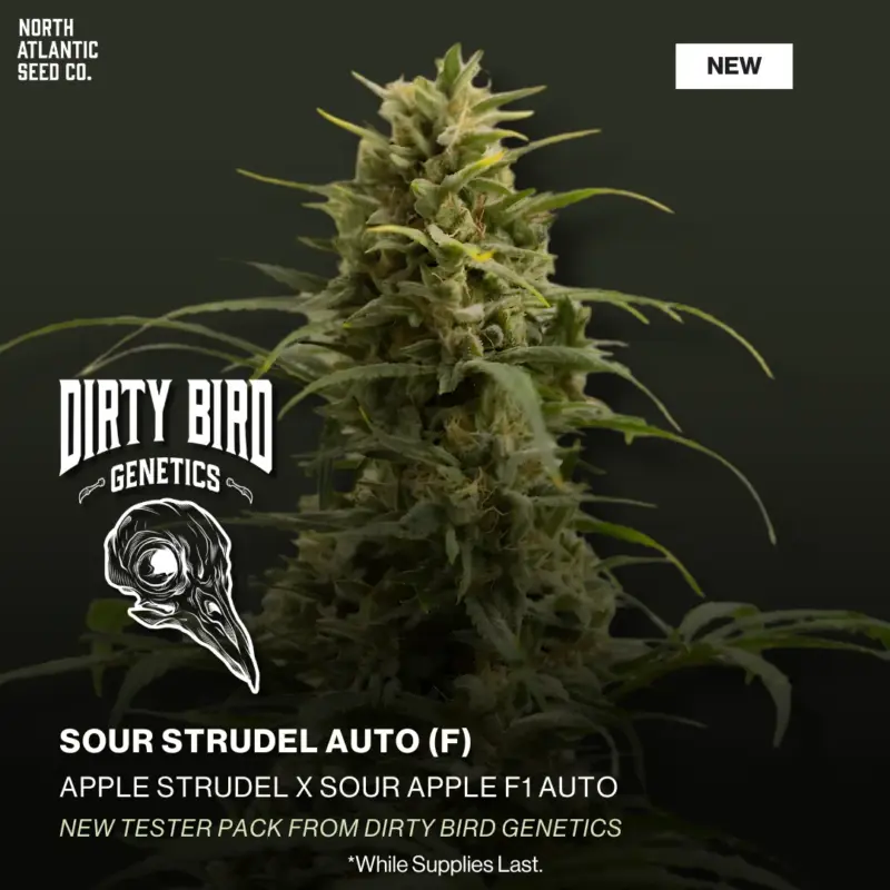 Dirty Bird Genetics - Testers