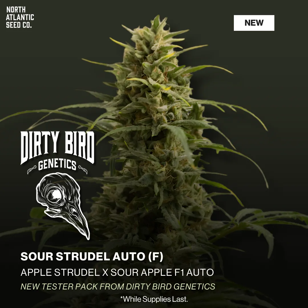 Dirty Bird Genetics - Testers