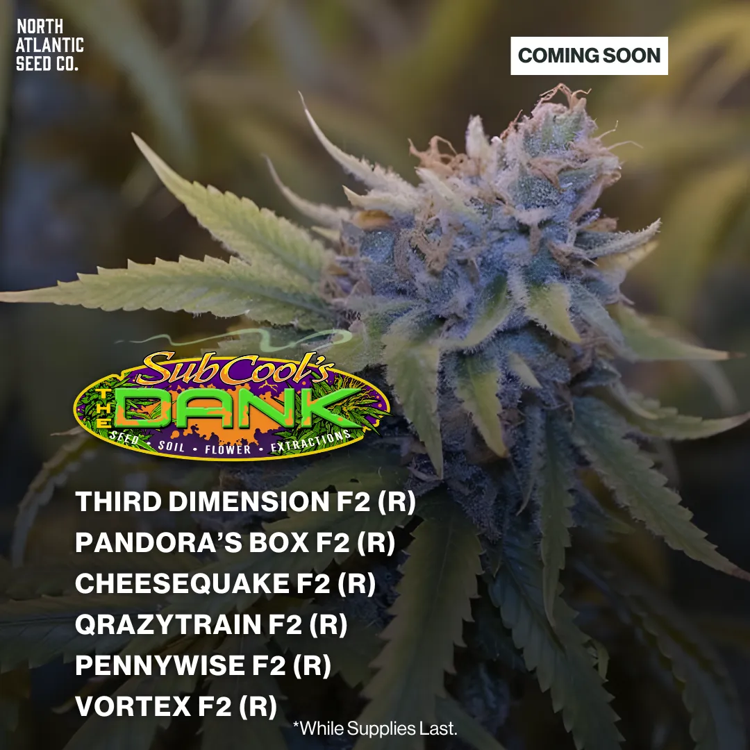 Subcool Seeds - New Strains Winter 2026