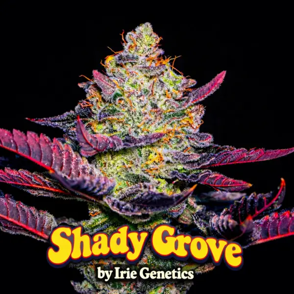 Shady Grove Cannabis Seeds by Irie Genetics