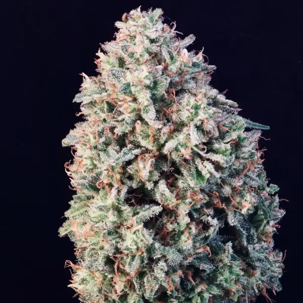 Sour Diesel Auto Cannabis Sees by North Atlantic Seed BWL