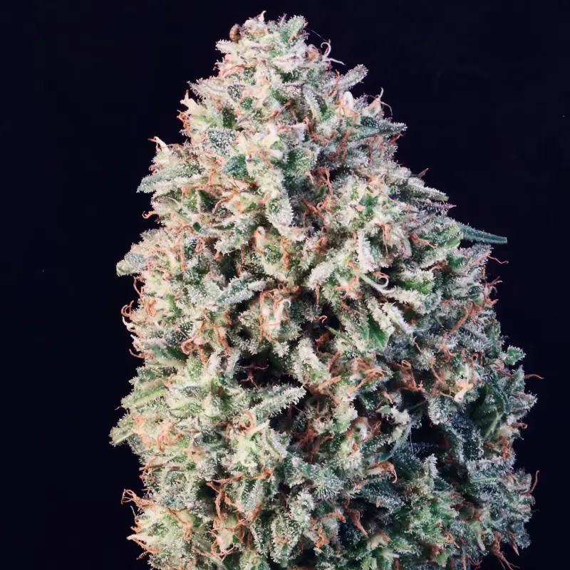 Sour Diesel Auto Cannabis Sees by North Atlantic Seed BWL