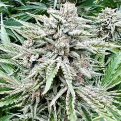 Sour Diesel Cannabis Seeds by North Atlantic Seed BWL