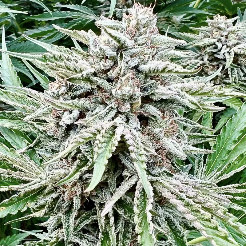 Sour Diesel Cannabis Seeds by North Atlantic Seed BWL