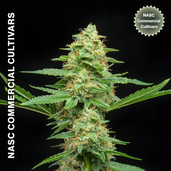 Sour Pebbles Auto F1 Cannabis Seeds by NASC Commercial Cultivars