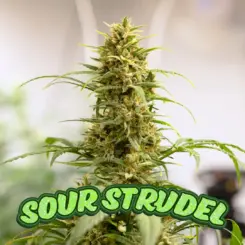 Sour Strudel Auto Cannabis Seeds by Dirty Bird Genetics