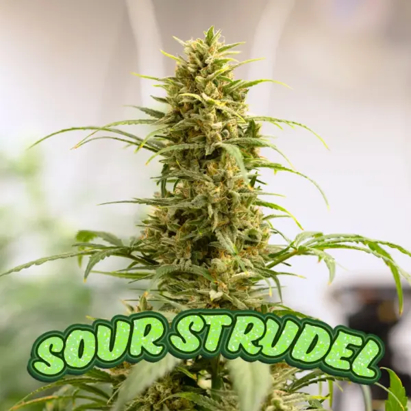 Sour Strudel Auto Cannabis Seeds by Dirty Bird Genetics