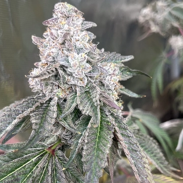 Sticky Suits Cannabis Seeds by Elev8 Seeds