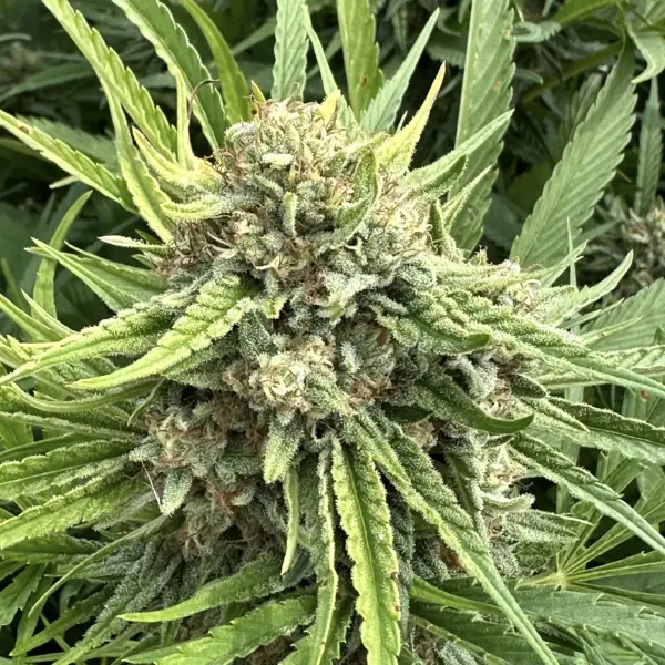 Strawberry Cough Auto Cannabis Seeds by North Atlantic Seed BWL