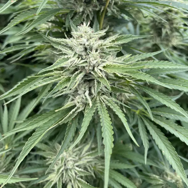 Strawberry Cough Cannabis Seeds by North Atlantic Seed BWL