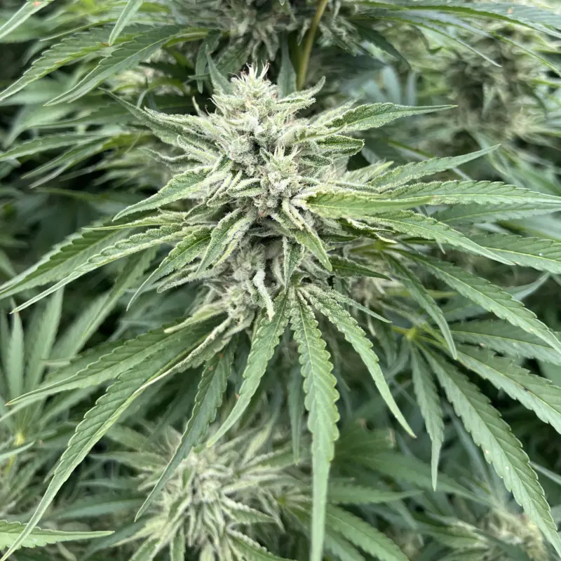 Strawberry Cough Cannabis Seeds by North Atlantic Seed BWL