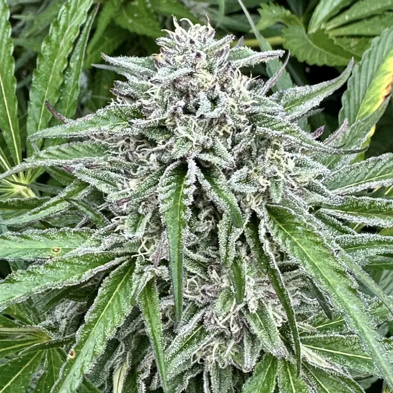 Strawberry Diesel S1 Cannabis Seeds by North Atlantic Seed BWL