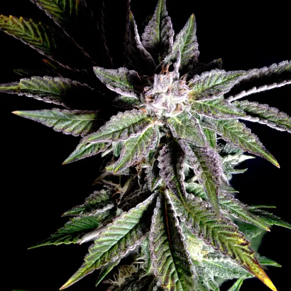 Strawfetti Cannabis Seeds by Eternal Cultivars
