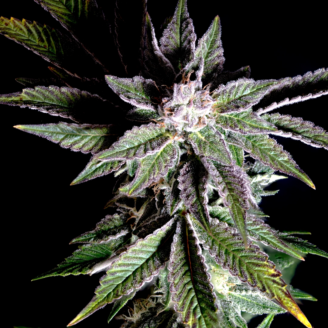 Strawfetti Cannabis Seeds by Eternal Cultivars