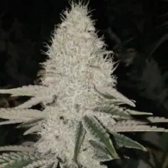 Sun Dart Cannabis Seeds by Ethos Genetics