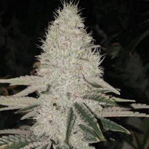 Sun Dart Cannabis Seeds by Ethos Genetics