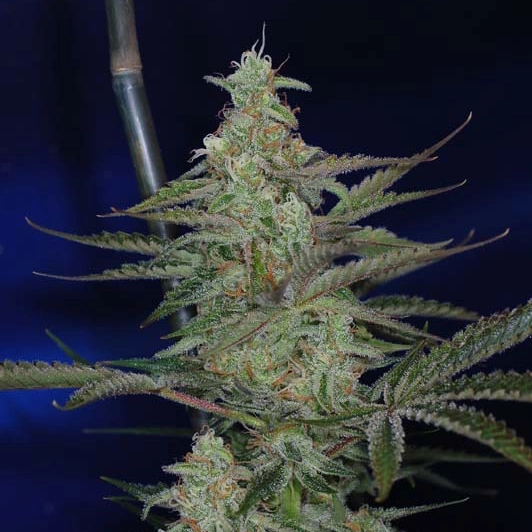Third Dimension Cannabis Seeds by Subcool Seeds