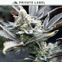 Unicorn Poop F3 Cannabis Seeds by North Atlantic Seed Private Label