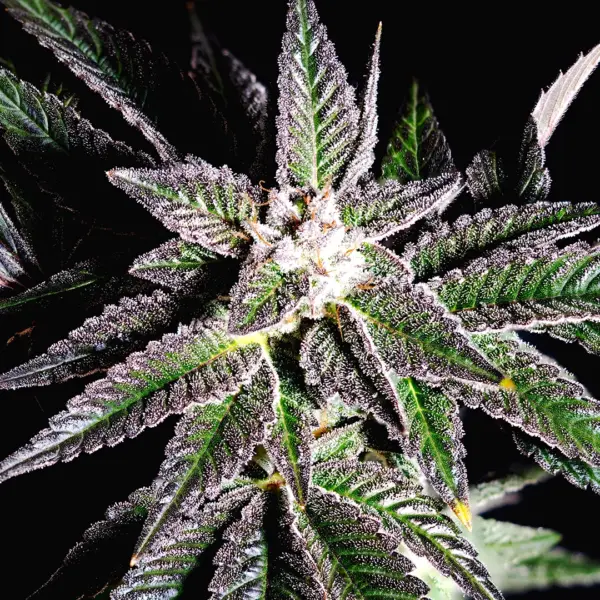 Vitamin Z Cannabis Seeds by Eternal Cultivars