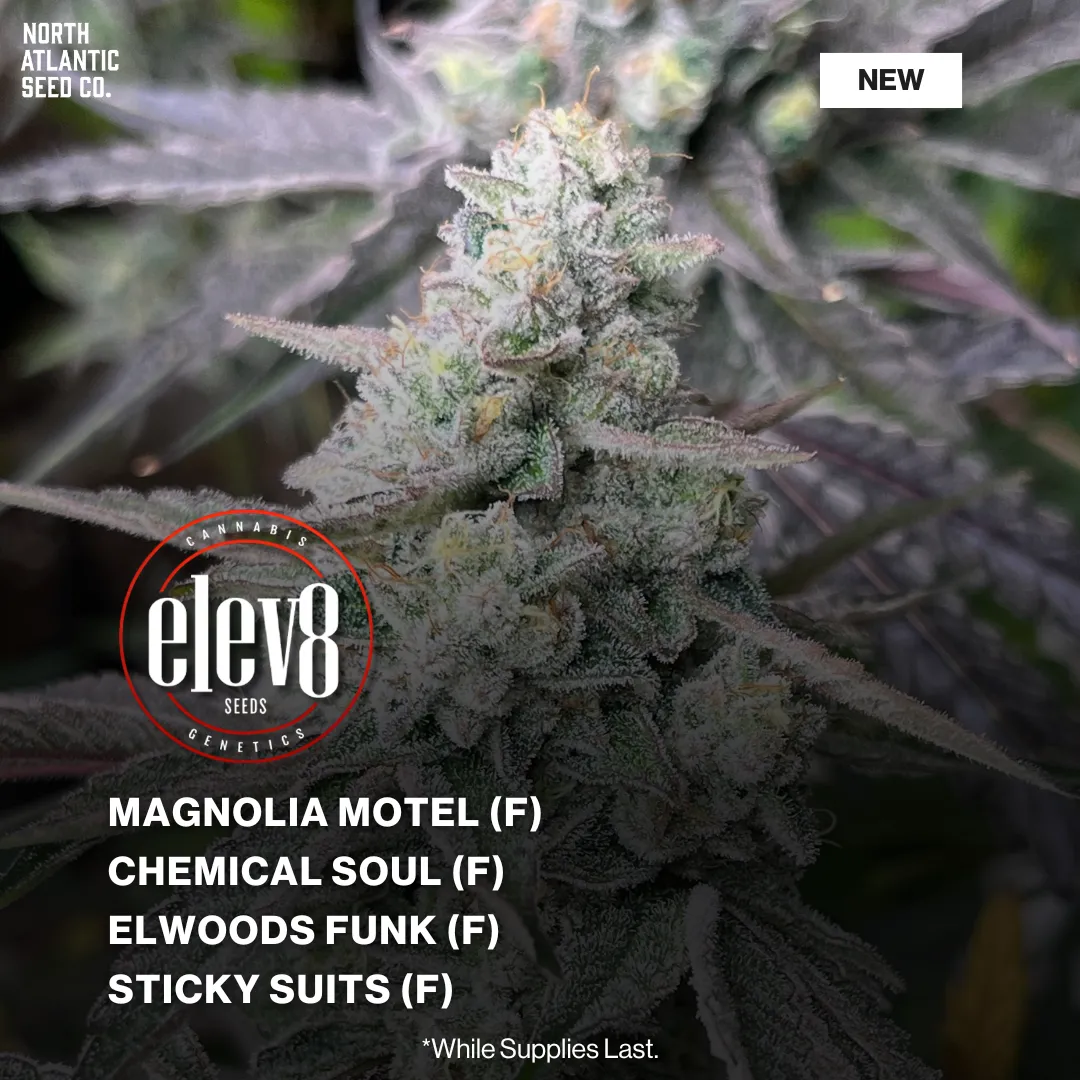 Elev8 Seeds Glues Brothers Series