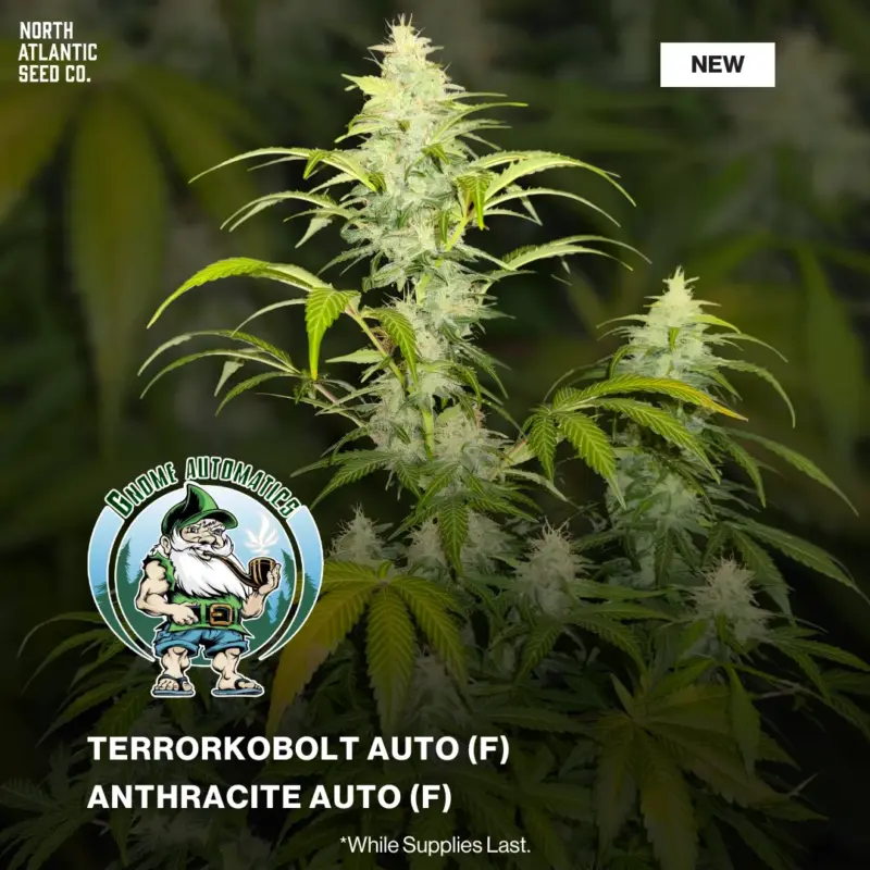 Gnome Automatics 2026 New Strains