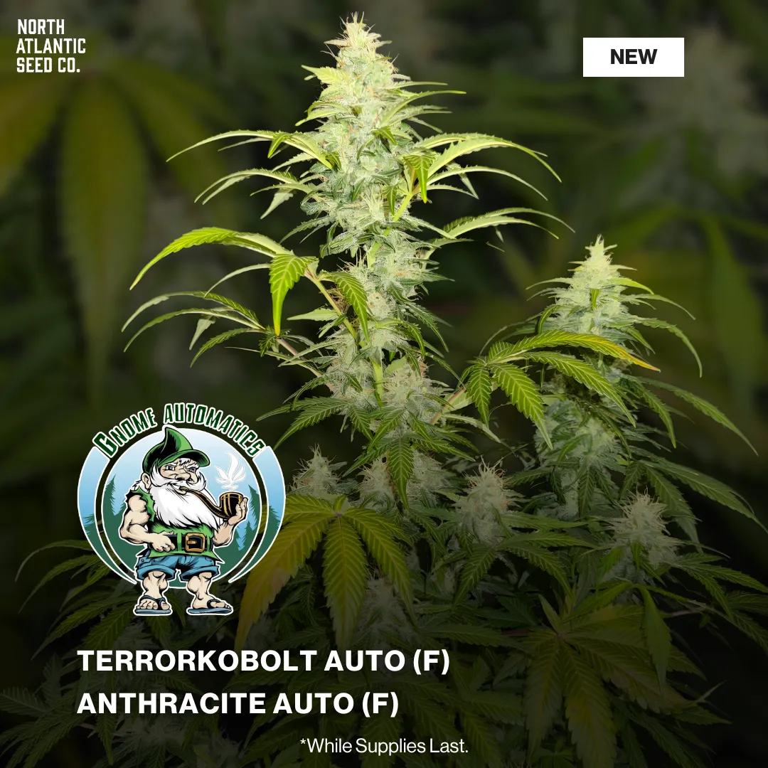 Gnome Automatics 2026 New Strains