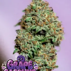 Grape Gasoline Cannabis Seeds by Supernatural Seeds
