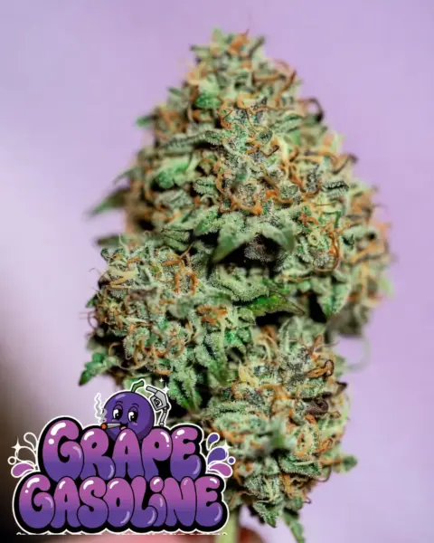 Grape Gasoline Cannabis Seeds by Supernatural Seeds