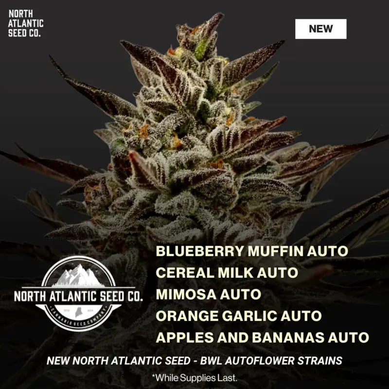 NASC - BWL - Autoflowering