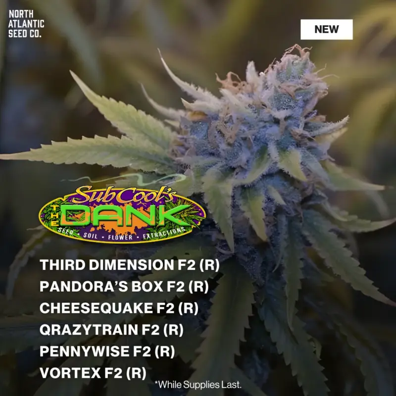 Subcool Seeds - New Strains Winter 2026