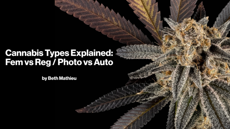 Cannabis Types Explained: Fem vs Reg / Photo vs Auto by Beth Mathieu