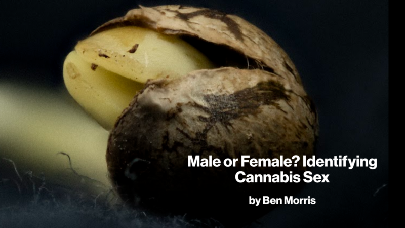 Male or Female? Identifying Cannabis Sex by Ben Morris