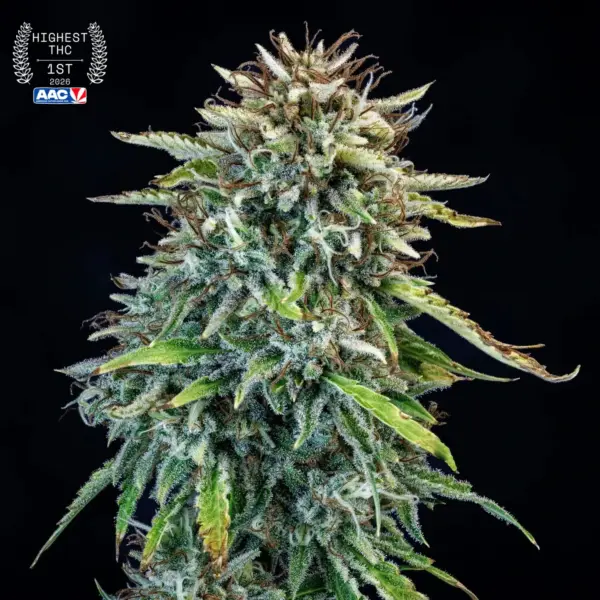 505 Headbanger Auto Cannabis Seeds by Mephisto Genetics