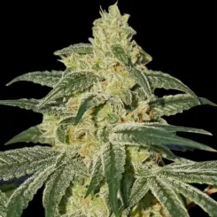 Afghan Hash Plant Cannabis Seeds by Barney's Farm