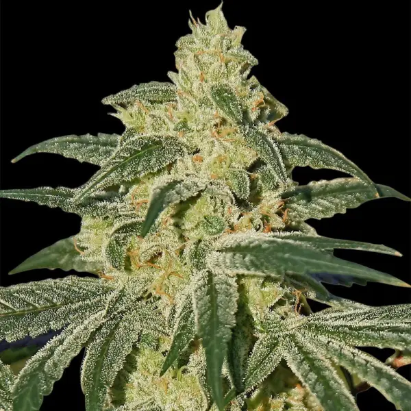 Afghan Hash Plant Cannabis Seeds by Barney's Farm