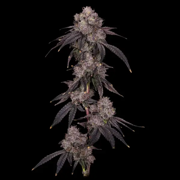American Psycho Cannabis Seeds by Offensive Selections
