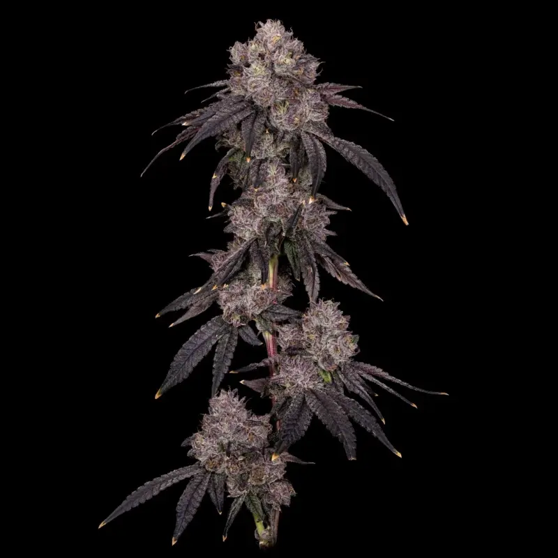 American Psycho Cannabis Seeds by Offensive Selections